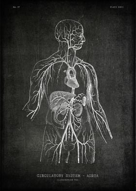 Human body aorta
