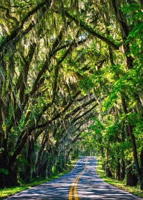 road lamp tree