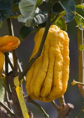 yellow lemon on tree