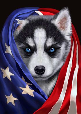 Siberian Husky USA Patriot