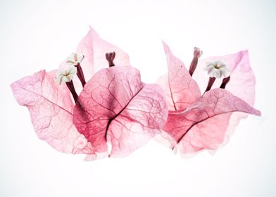 pink Bougainvillea Flower
