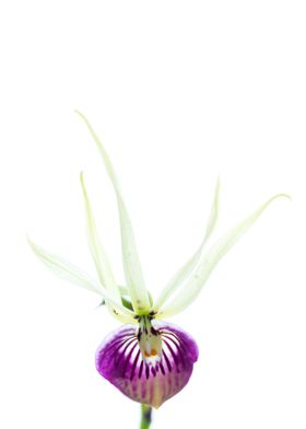 wild Caribbean Orchid
