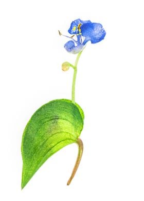 blue tropical Wild Flower