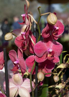 orchid in the garden