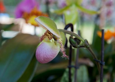 orchid in the garden