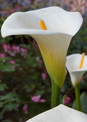 calla lily in the garden