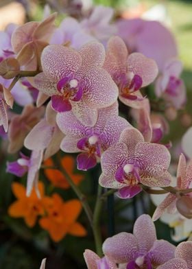 orchid in the garden