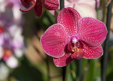 orchid in the garden