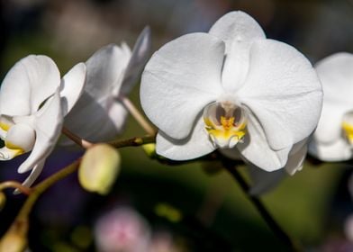 orchid in the garden