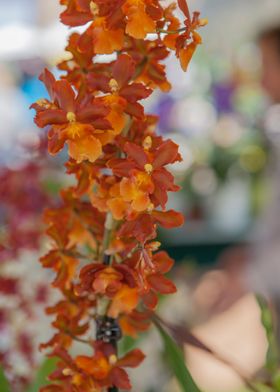 orchid in the garden