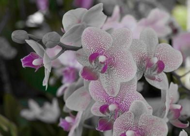 orchid in the garden