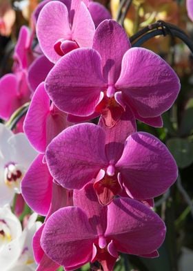 orchid in the garden