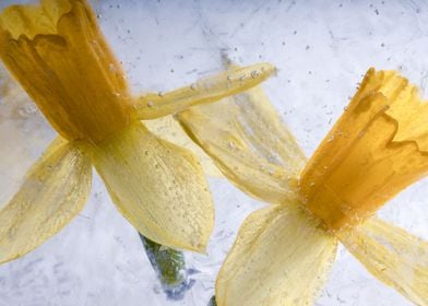 2 Narcissus in ice