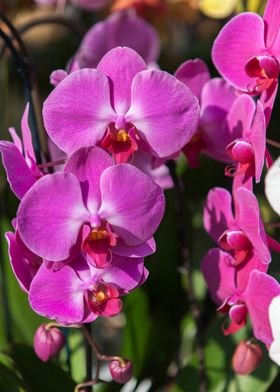 orchid in the garden