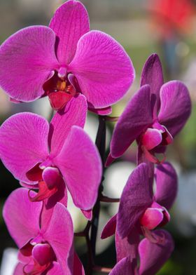 orchid in the garden