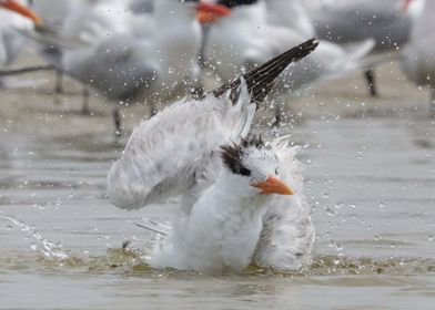 Royal Tern bathing