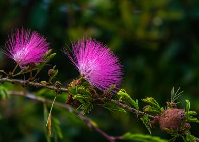 Pink purple wild flower 