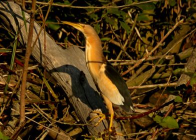 Little bittern