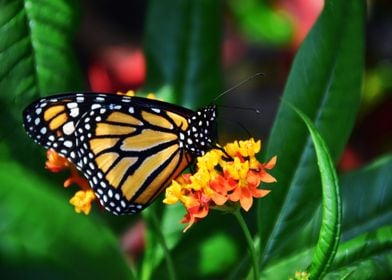 yellow butterfly flower