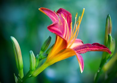 green orange red flower