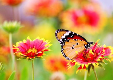 orange butterfly red flowe