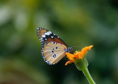 flower butterfly orange