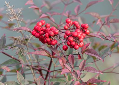 berry in autumn on tree