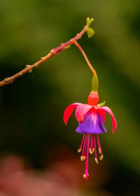 red purple flower pink