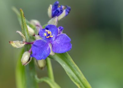 macro flower in bloom