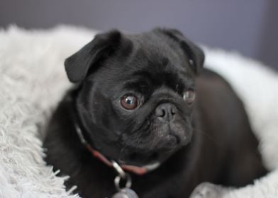 Black pug on a  Cushion