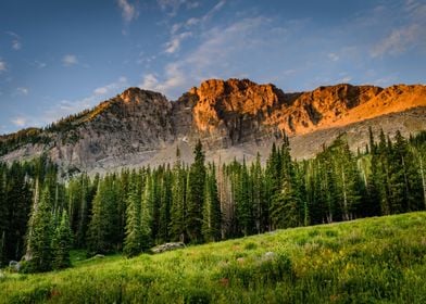 mountain orange brown tree