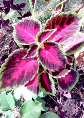 Pinkish Leaves Side View