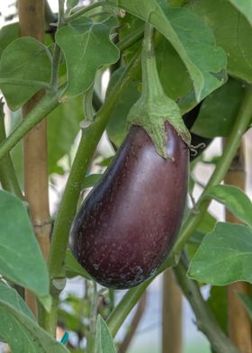 eggplant grows 