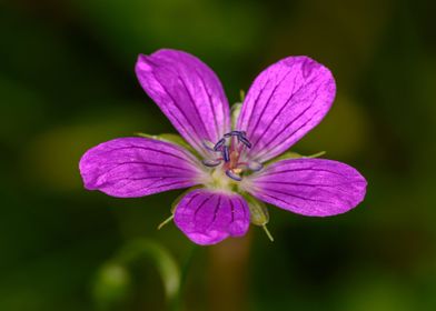 purple flower green plant