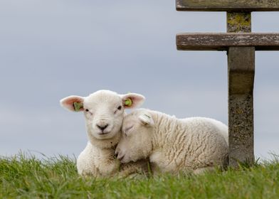 cuddling sheep