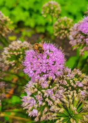 Bee on a flower