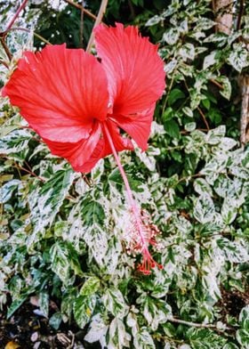 red long flower green