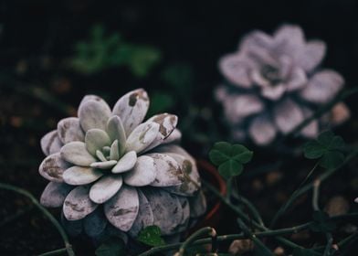 bright night white flower