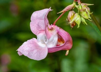 open white purple flower