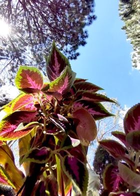 Pinkish Flowers Up View