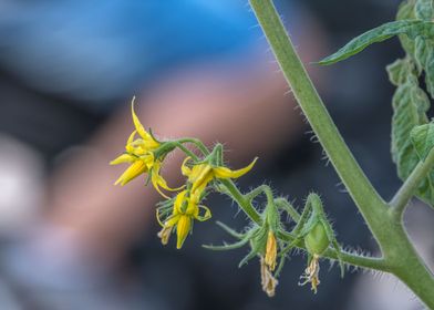 tomato plant in bloom 