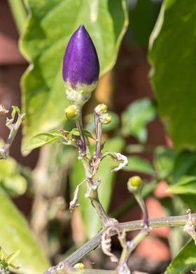 purple chili pepper 