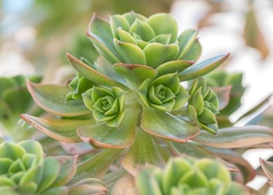 succulent plant in bloom i