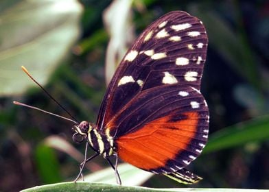 red black butterfly green