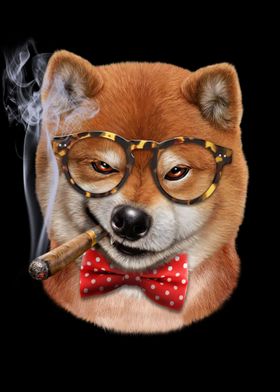 Dandy Shiba Dog