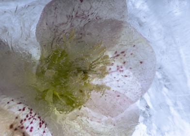 Lenten rose in ice 1