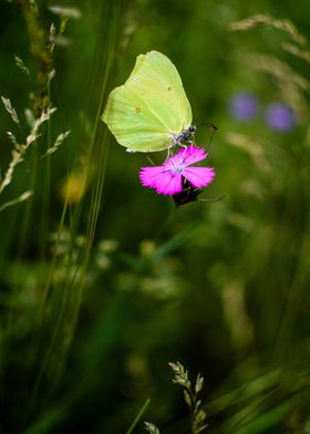 pink flower yellow butterf