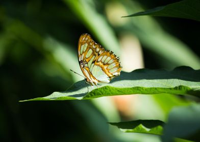 green orange butterfly pla