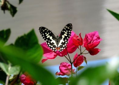 pink flower white butterfl