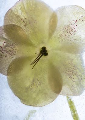 Lenten rose in ice 2